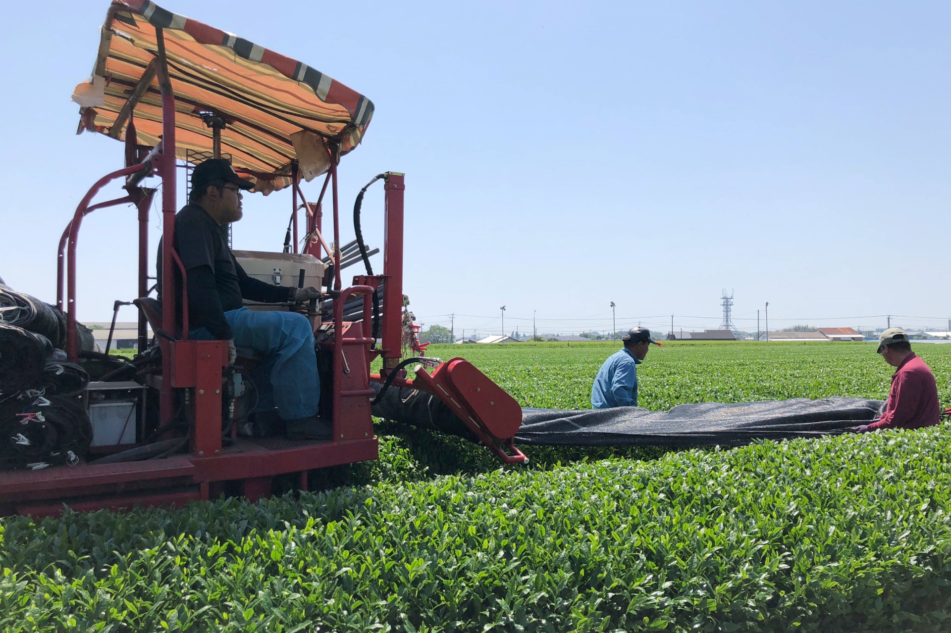 栽培～加工まで一貫生産だからできる自慢のお茶